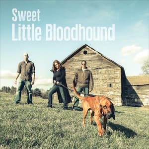 Sweet Little Bloodhound