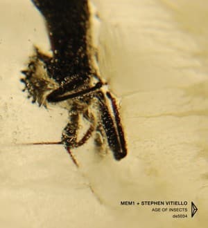 Age Of Insects