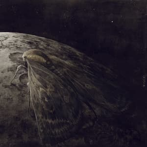 Moth And The Moon