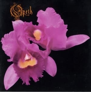 Orchid