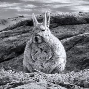 Viscacha