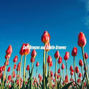 Soft Breezes and Gentle Grooves