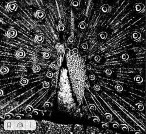 Merzphysics