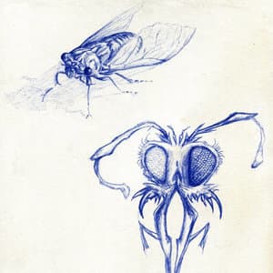 Apodyopsis