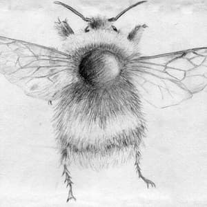 Bee