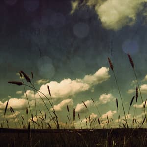 Wander / Aimless