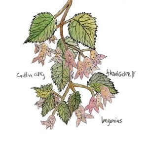 Begonias