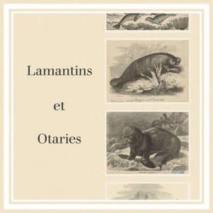 Lamantins et otaries