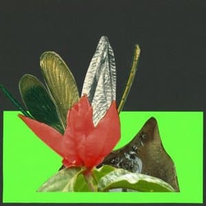 Insects